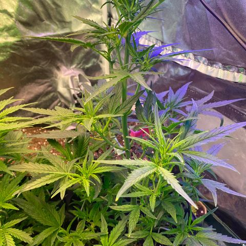 Black Diamond growlog timeline photo