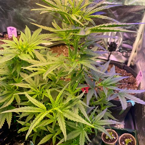 Black Diamond growlog timeline photo