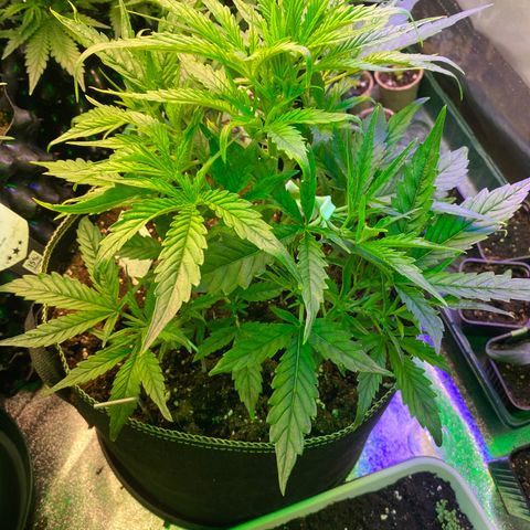 Studio 54 Stardust Auto growlog timeline photo