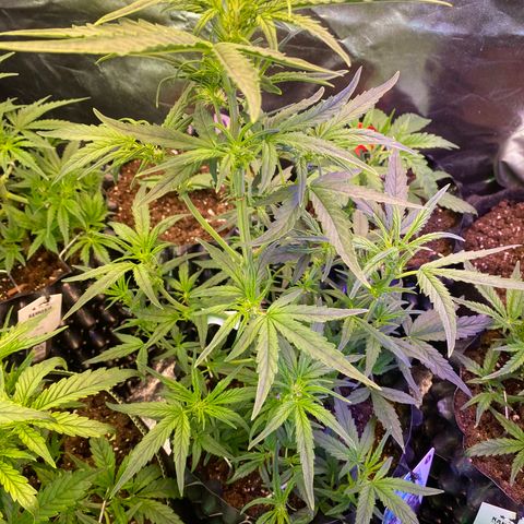 Black Diamond growlog timeline photo