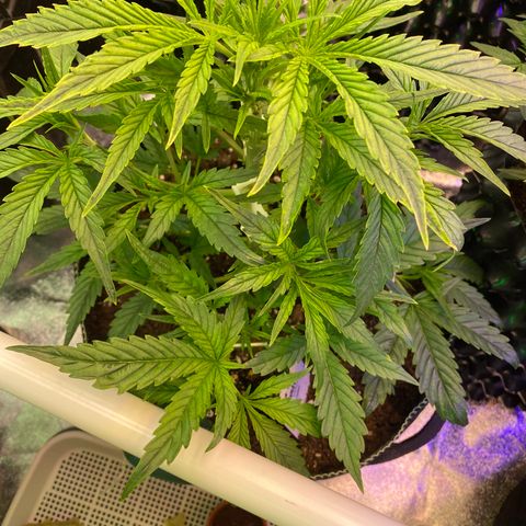 Studio 54 Stardust Auto growlog timeline photo