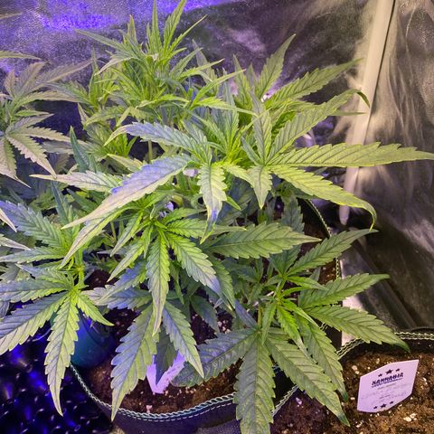 Studio 54 Stardust Auto growlog timeline photo