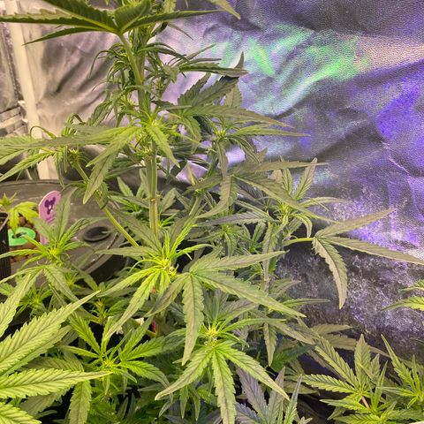 Black Diamond growlog timeline photo