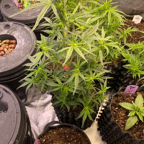 Black Diamond growlog timeline photo