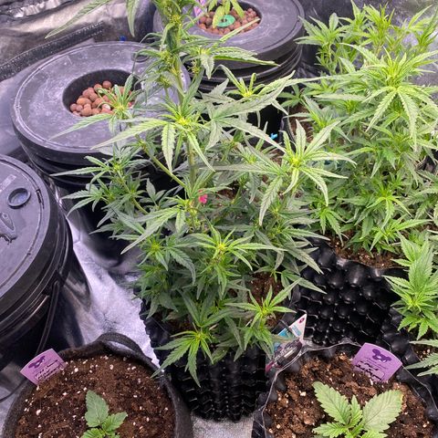 Black Diamond growlog timeline photo