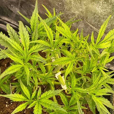 Studio 54 Stardust Auto growlog timeline photo