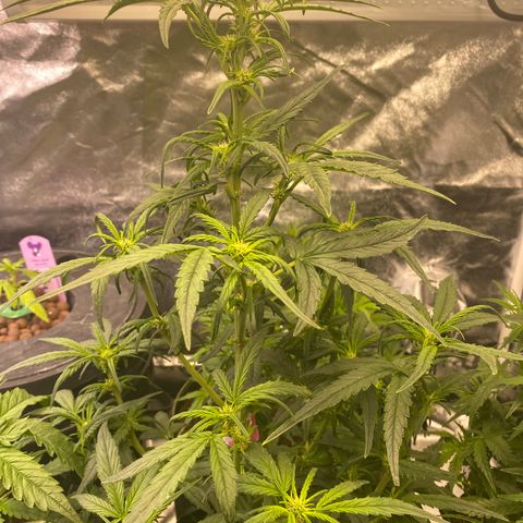 Black Diamond growlog timeline photo