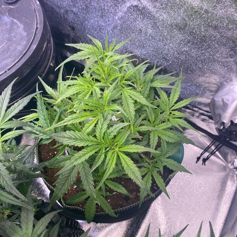 Studio 54 Stardust Auto growlog timeline photo