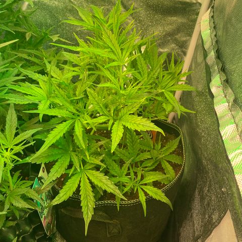Studio 54 Stardust Auto growlog timeline photo