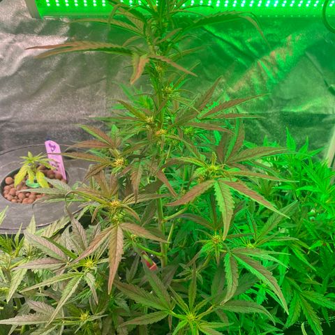 Black Diamond growlog timeline photo