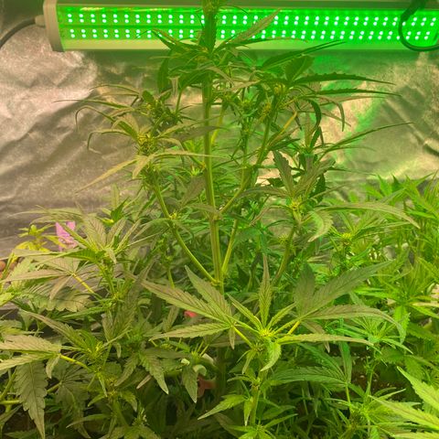 Black Diamond growlog timeline photo