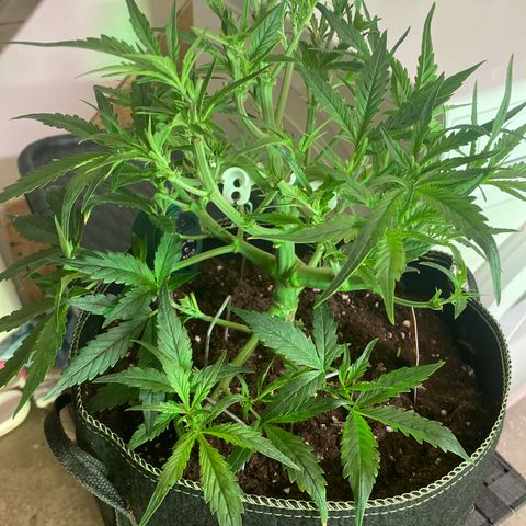 Studio 54 Stardust Auto growlog timeline photo