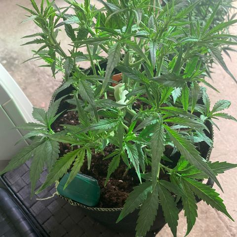 Studio 54 Stardust Auto growlog timeline photo