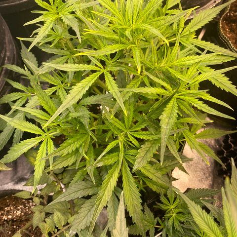 Studio 54 Stardust Auto growlog timeline photo