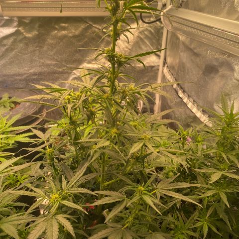 Black Diamond growlog timeline photo