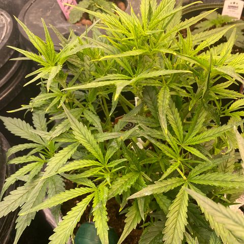 Studio 54 Stardust Auto growlog timeline photo