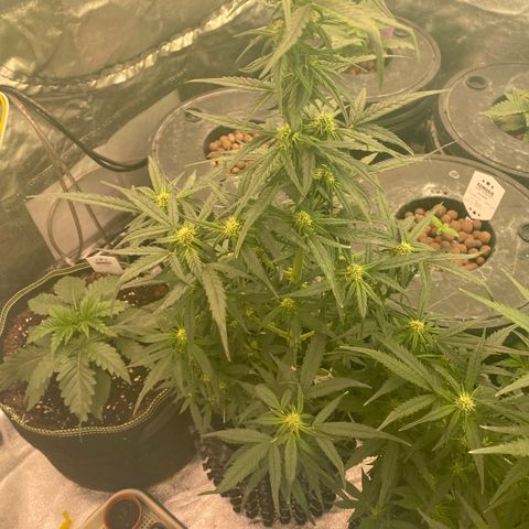 Black Diamond growlog timeline photo