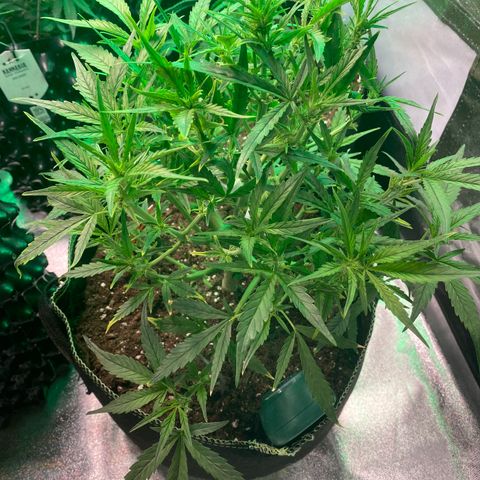 Studio 54 Stardust Auto growlog timeline photo