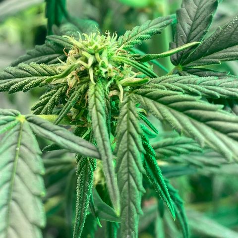 Black Diamond growlog timeline photo