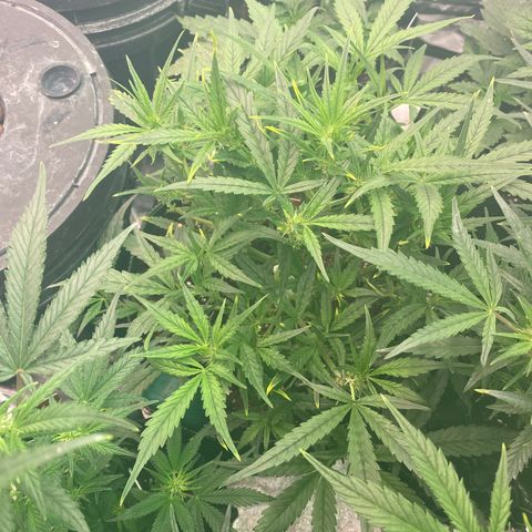 Studio 54 Stardust Auto growlog timeline photo