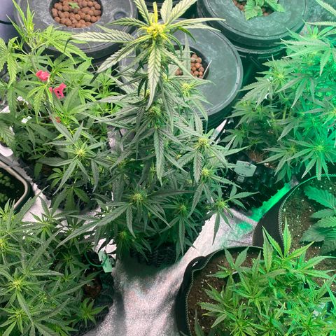 Black Diamond growlog timeline photo