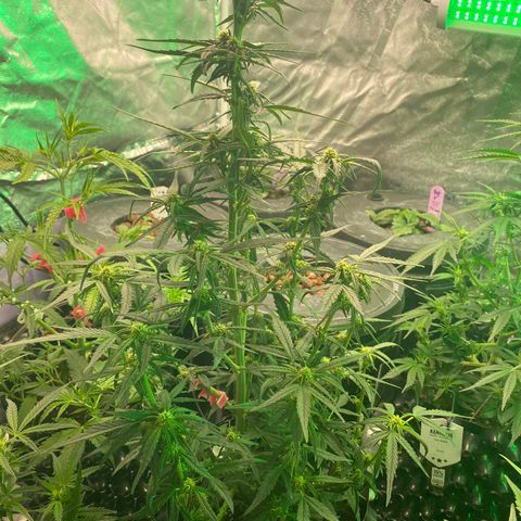 Black Diamond growlog timeline photo