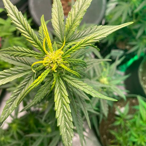 Black Diamond growlog timeline photo