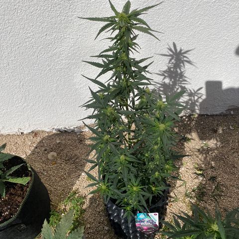 Black Diamond growlog timeline photo