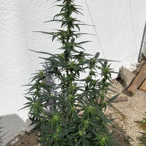 Black Diamond growlog timeline photo