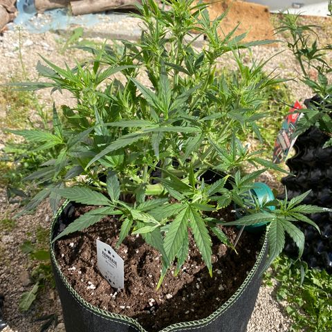 Studio 54 Stardust Auto growlog timeline photo