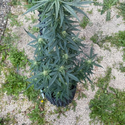 Black Diamond growlog timeline photo