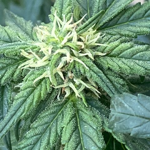 Black Diamond growlog timeline photo
