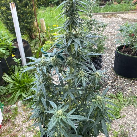 Black Diamond growlog timeline photo