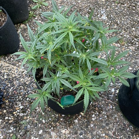 Studio 54 Stardust Auto growlog timeline photo