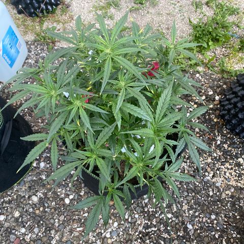 Studio 54 Stardust Auto growlog timeline photo