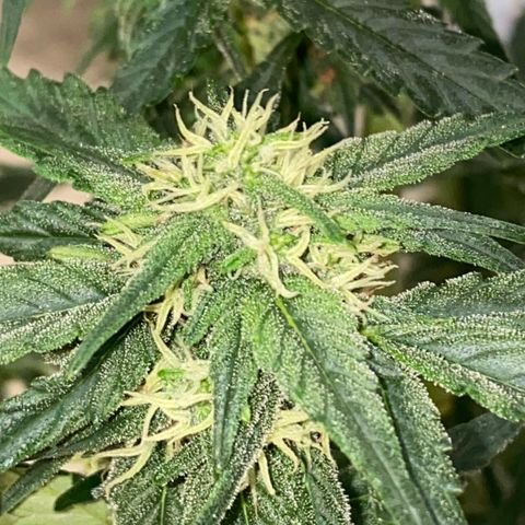 Black Diamond growlog timeline photo