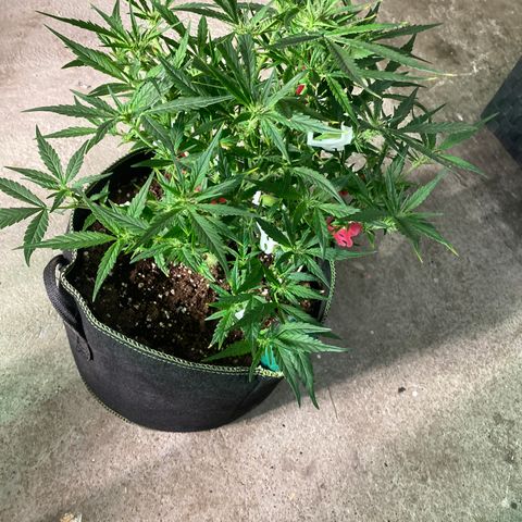 Studio 54 Stardust Auto growlog timeline photo