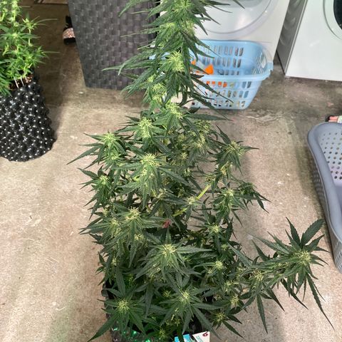 Black Diamond growlog timeline photo