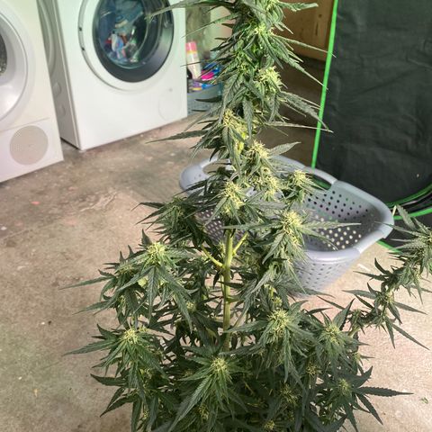 Black Diamond growlog timeline photo