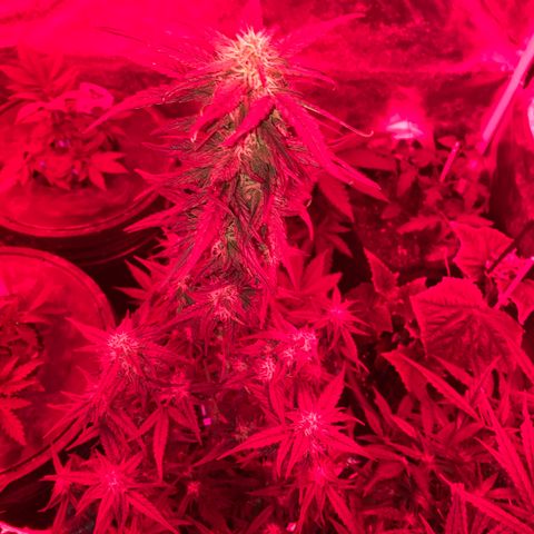 Black Diamond growlog timeline photo