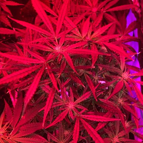 Studio 54 Stardust Auto growlog timeline photo