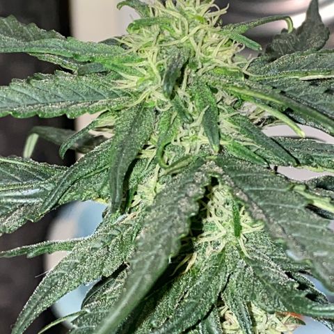 Black Diamond growlog timeline photo