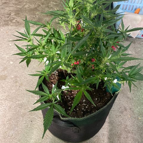 Studio 54 Stardust Auto growlog timeline photo