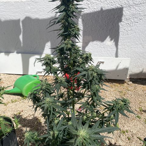 Black Diamond growlog timeline photo