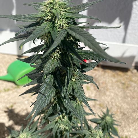 Black Diamond growlog timeline photo