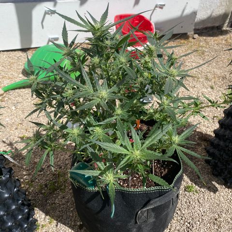 Studio 54 Stardust Auto growlog timeline photo
