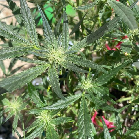 Studio 54 Stardust Auto growlog timeline photo