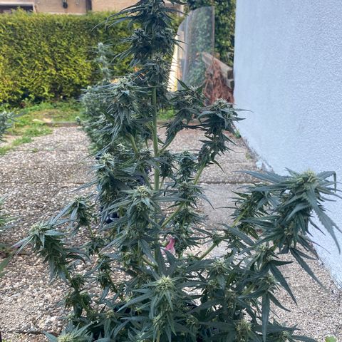 Black Diamond growlog timeline photo