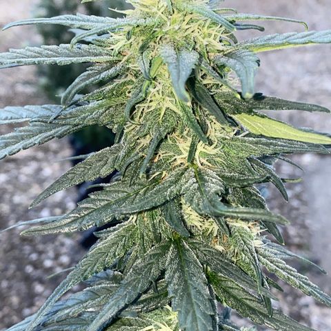 Black Diamond growlog timeline photo