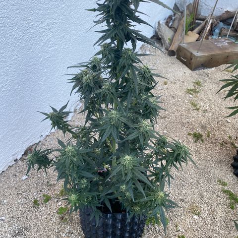 Black Diamond growlog timeline photo